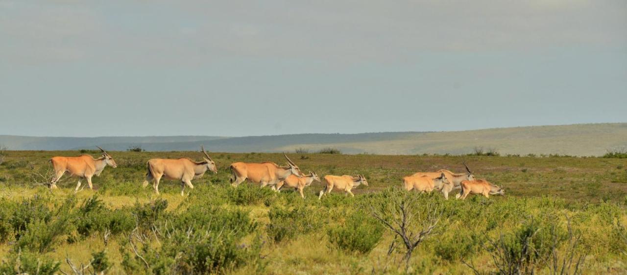 De Hoop Collection - Equipped Cottages De Hoop Nature Reserve Dış mekan fotoğraf